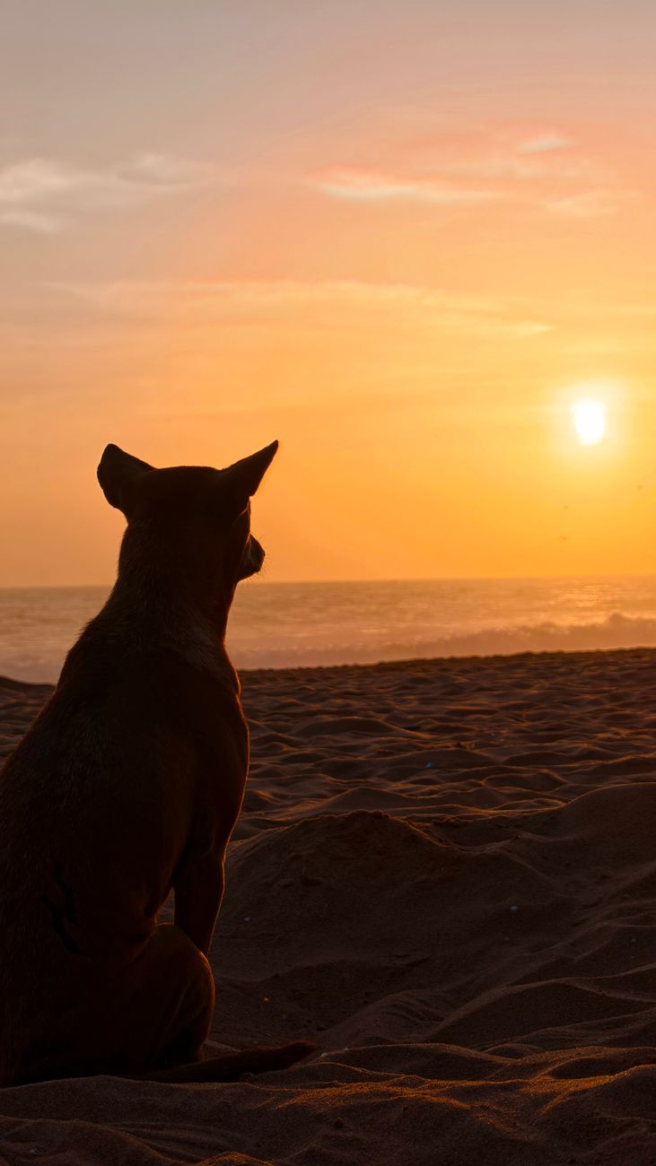 dog silhouette watching sunset on beach