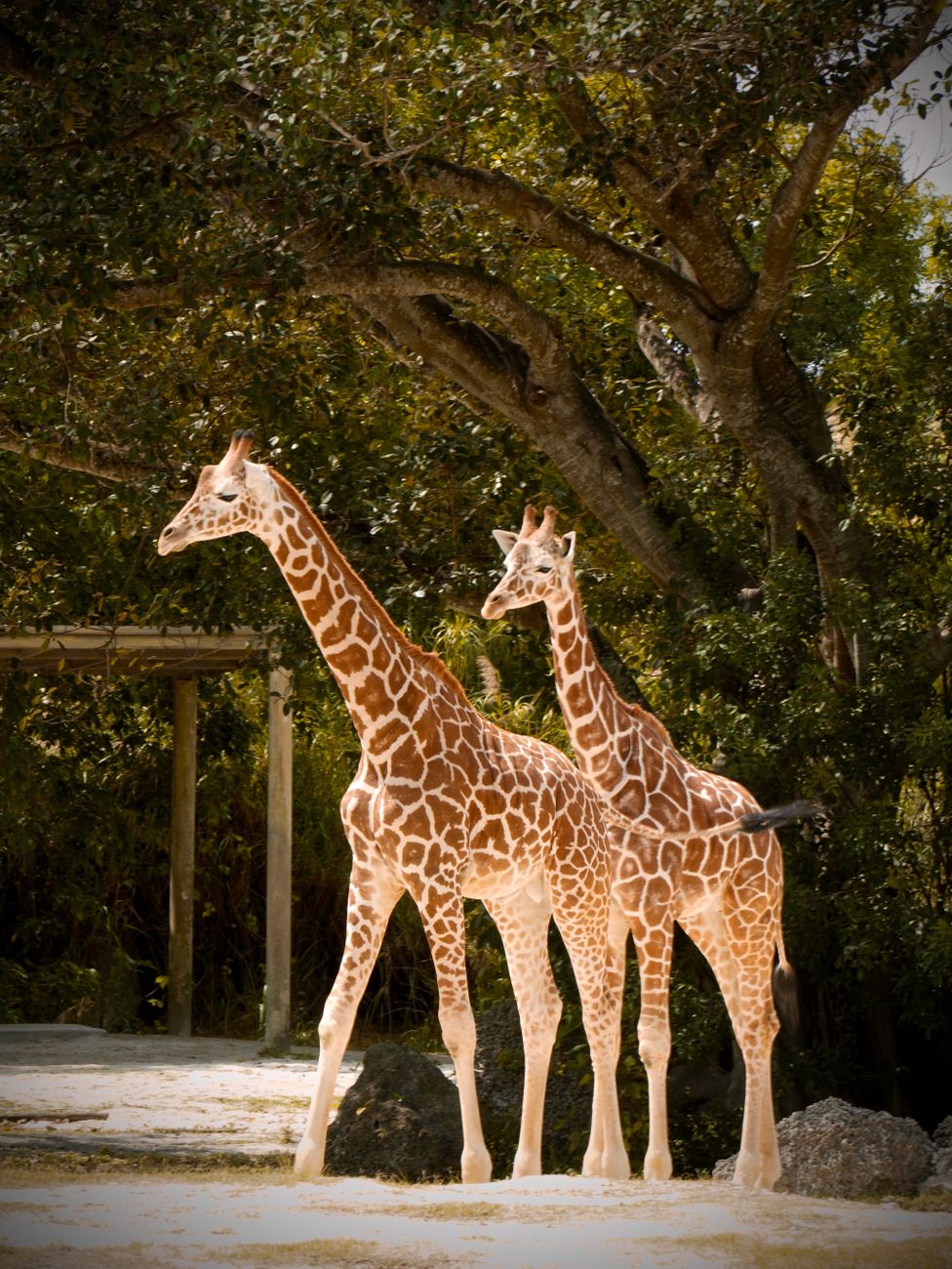 two giraffes standing under a tree